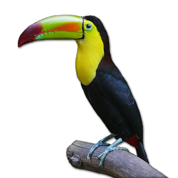 Toucan HVAC logo